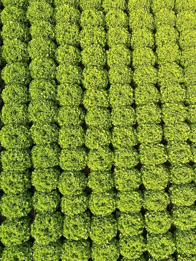 İklim Fide marul fidesi üretim serası