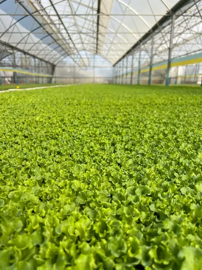 Marul fidesi yetiştirme tesisi Aksu