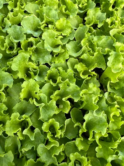 Marul fidesi üretiminden görüntü